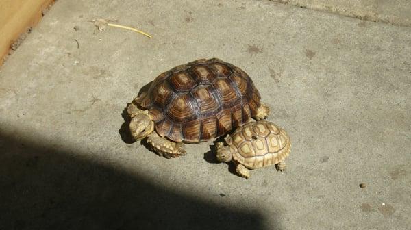 Sai & Mini getting some sun 2011 Mini is a Ivory Sulcata .