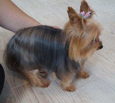 The Dog Pamperer Grooming Salon