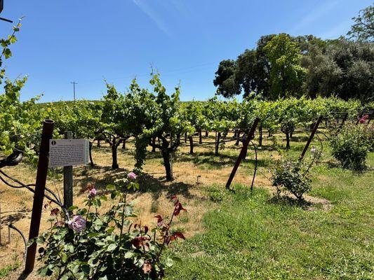 Self guided vineyard tour.