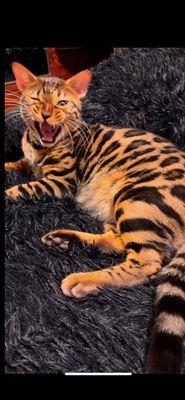 North Olmsted Animal Hospital