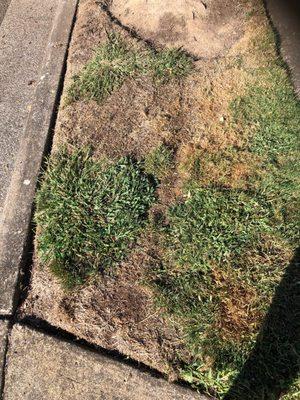 Fertilizing crabgrass, and dead grass. And yes, the sprinklers work!