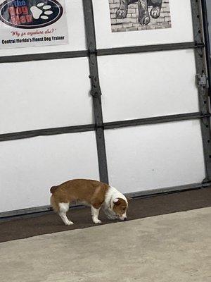 The Dog Man - Pro Dog Training