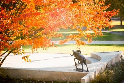 Delaware Valley University