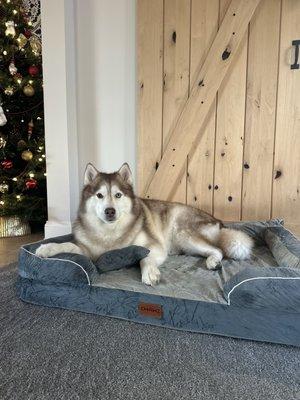 Paws N Claws Pet Spa