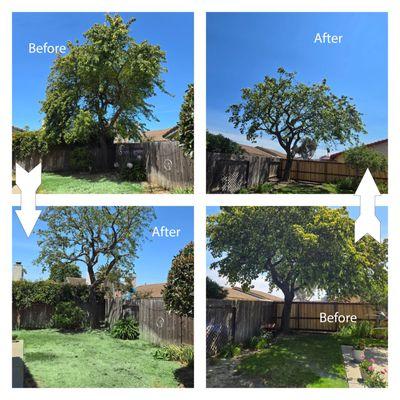 Dreamland Tree Service