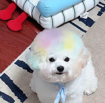 Fluffy Puppy Pet Grooming