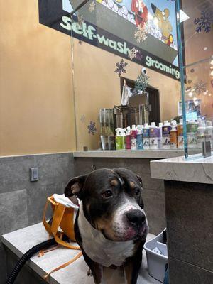 All clean at Barking Dogs