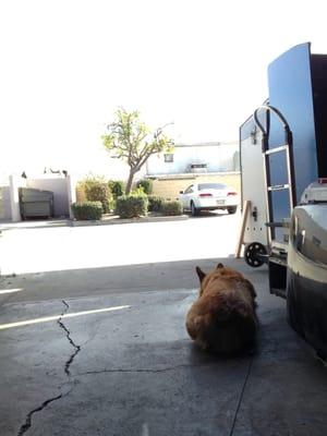 this furry friend coming by the shop