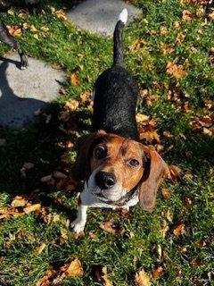 Down Dog Daycare & Boarding