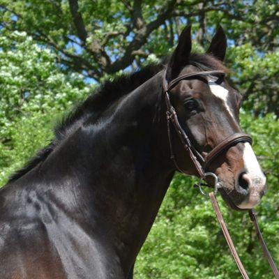 Windfall Equestrian Center