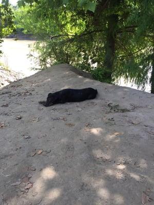 Dorothy H O'Connor Pet Adoption center