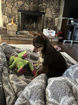 Chihuahua Rescue of San Diego County