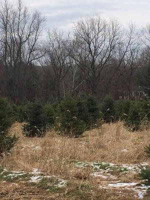 Schmidt's Christmas Tree Farm