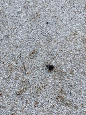 Summer Place Apartments