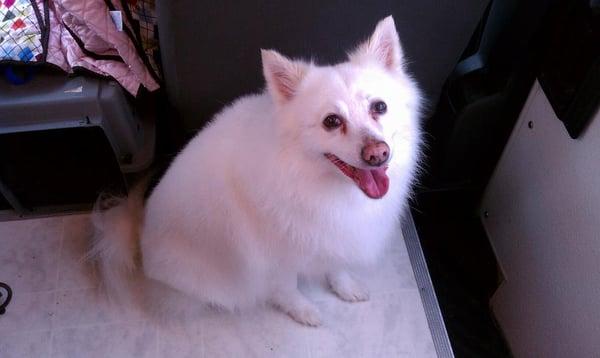 Fido's & Feline's Mobile Grooming