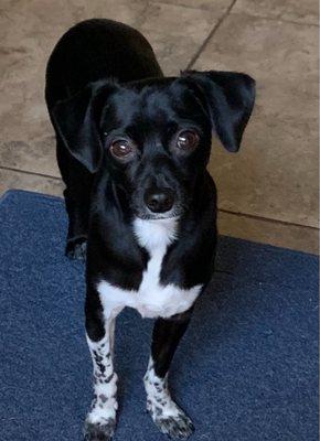 Sycamore Creek Animal Hospital