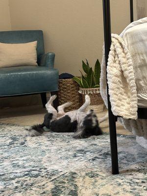 Raider playing right after groomers