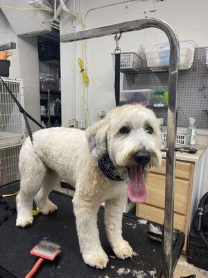 Wash Your Paws Brick