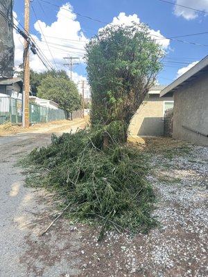 Pedro's Jr Landscaping