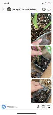 local gardens plant shop