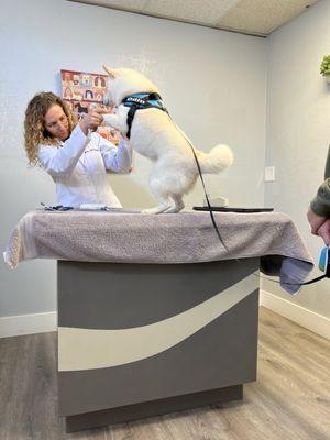 Masson Veterinary Hospital Inc.