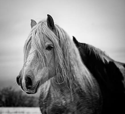 Suzanne Dorrance Photography