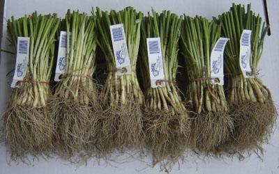 Ransford Mark Williams