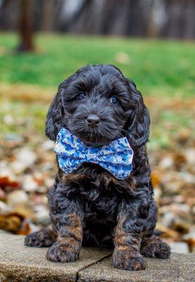 Providence Labradoodles