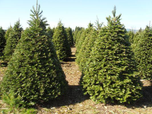 Grand Fir
