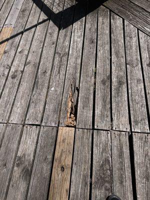 Jackson Zoological Park