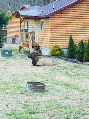 Elk at Ela shores cabins. Bryson City,NC