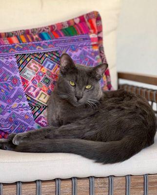 East Valley Animal Services