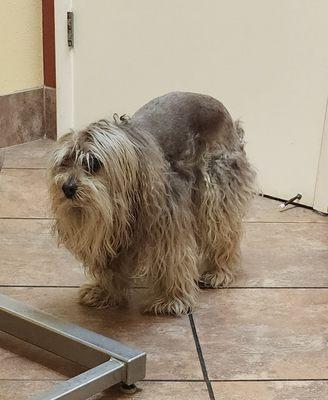 Van Dyke Animal Clinic