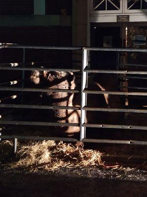 The tradition continues for our fam' for one more year ... Living Nativity on camel night!