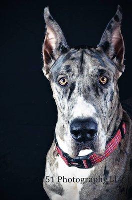 Livingston Animal Hospital PC