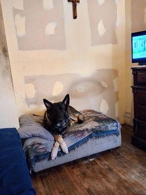 Eye Care for Animals - Chicago