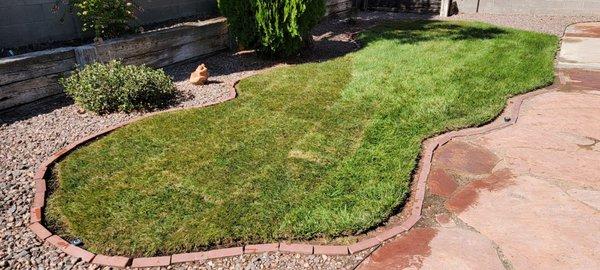 New top soil added & fescue sod