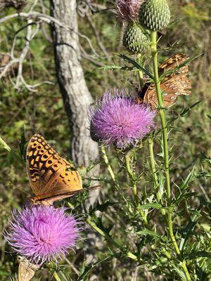 Captain Jack's Campground and RV Park