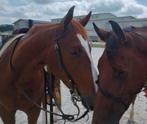 S&B Performance Horses