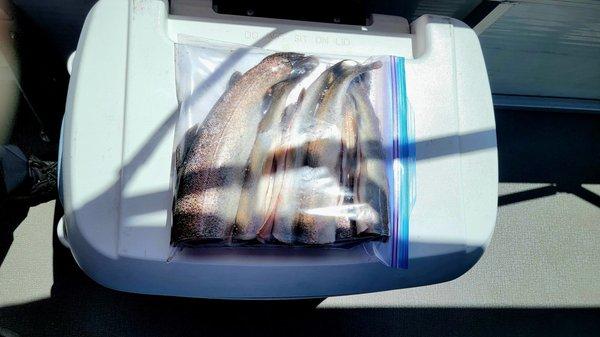 Big Bear Charter Fishing