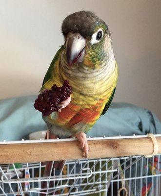 Fluffy eating a blackberry