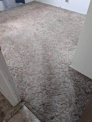 Total Living Carpet Cleaning