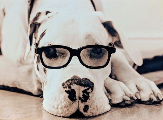 Animal Care Center of Polaris