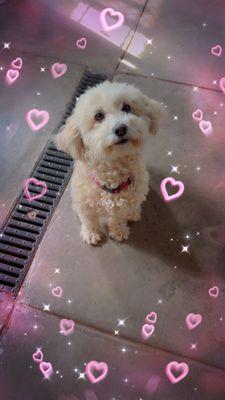 Billie posing for a treat