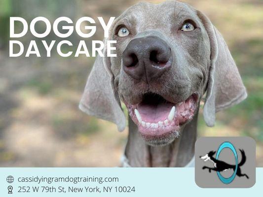 Cassidy Ingram Dog Training