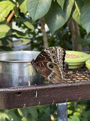 Peggy Notebaert Nature Museum