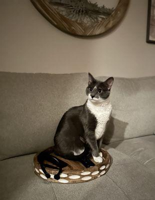 HSNT Keller Regional Adoption Center