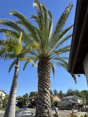 Coastal Tree Service