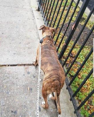 Puppy Parade Dog Walkers
