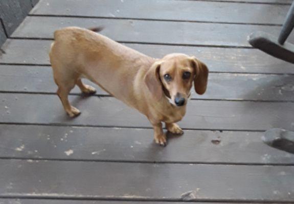 Chandler Veterinary Clinic